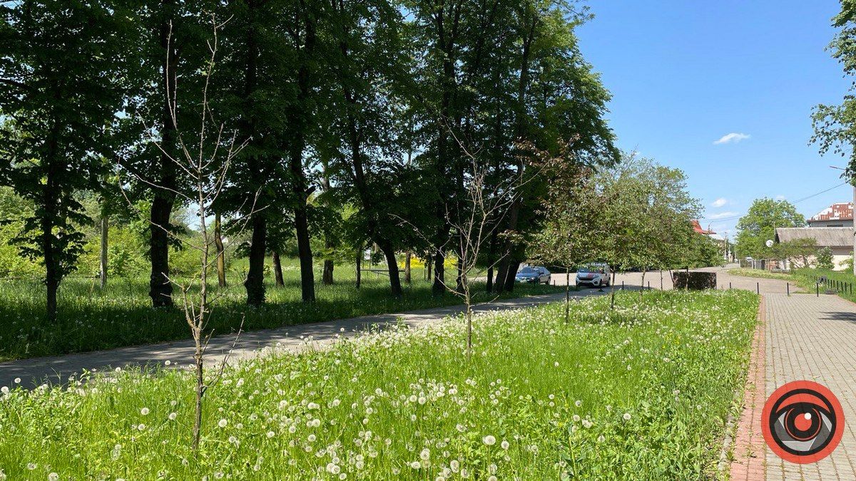 Через необачність комунальників страждають молоді дерева у парку Шевченка 4