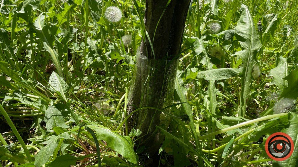 Через необачність комунальників страждають молоді дерева у парку Шевченка 2