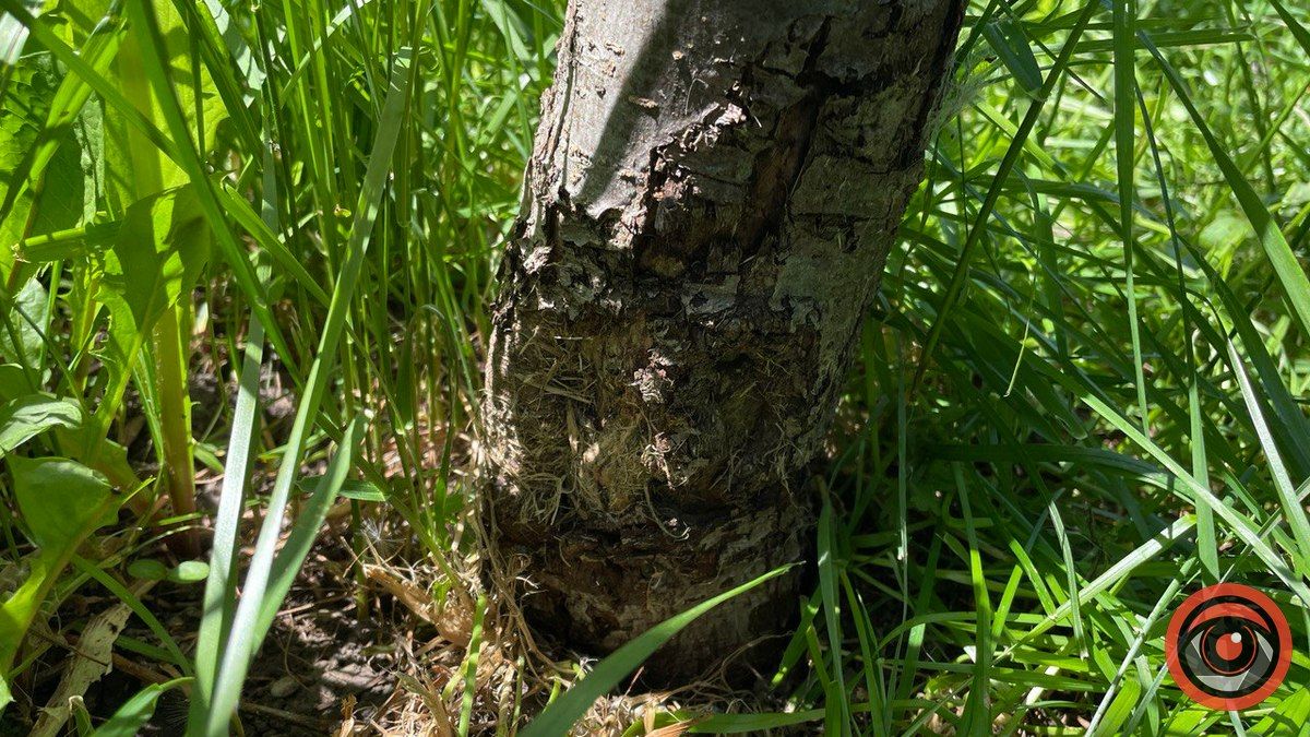 Через необачність комунальників страждають молоді дерева у парку Шевченка 3