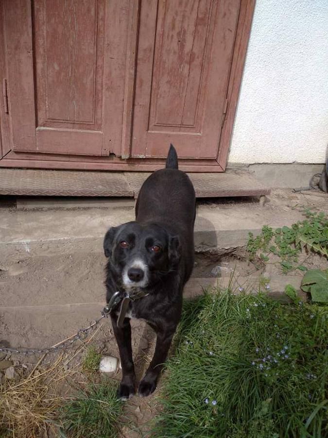 Чотирилапі друзі шукають новий дім 1