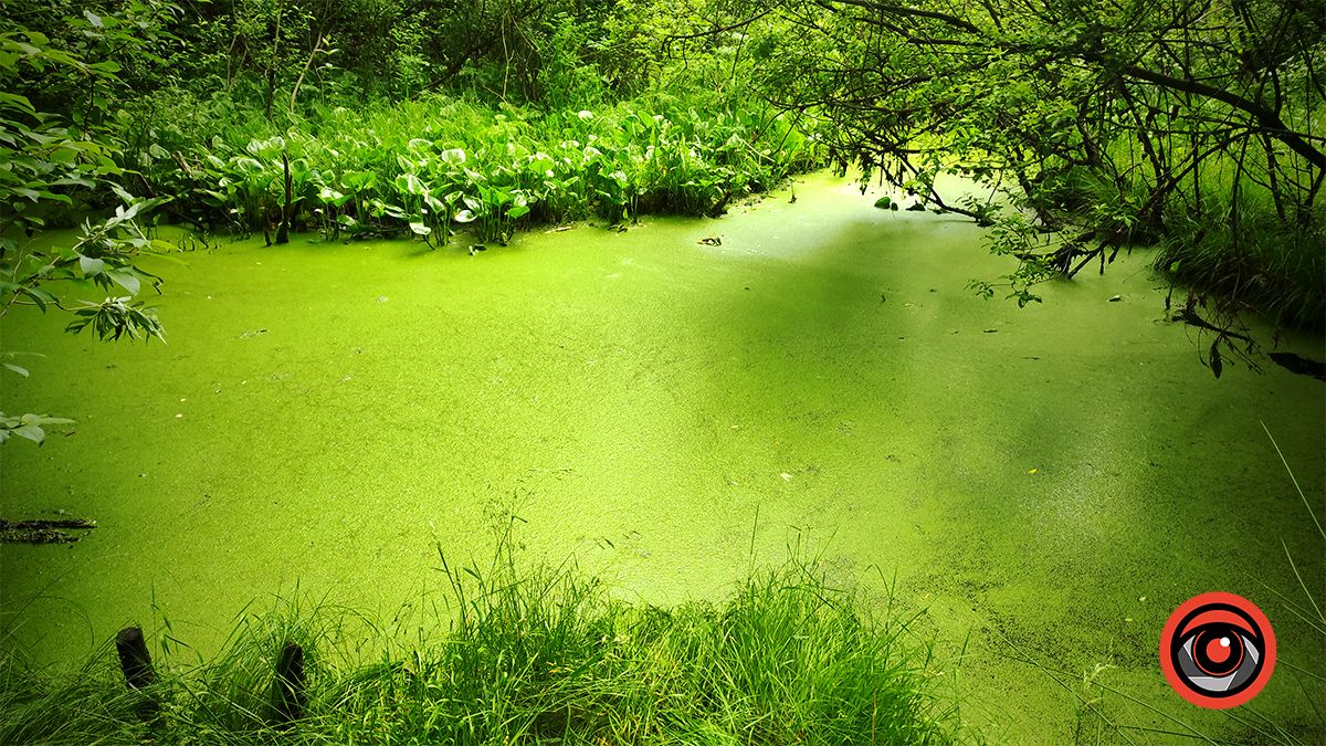Мандруємо разом: плавучий острів Морського ока в Делятині | ВІДЕО