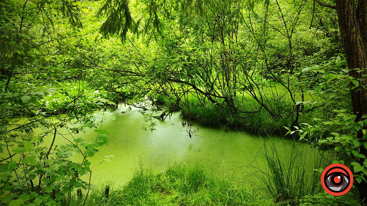 Мандруємо разом: плавучий острів Морського ока в Делятині | ВІДЕО 2