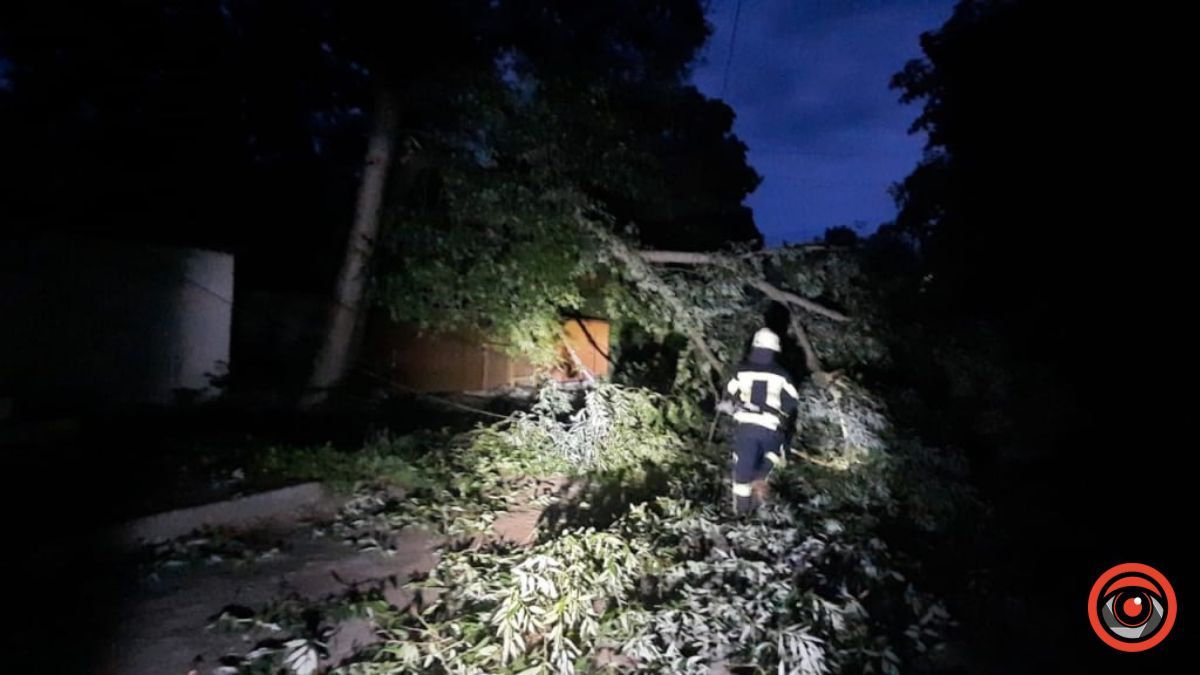 У Коломиї впало дерево: на місці працюють рятувальники