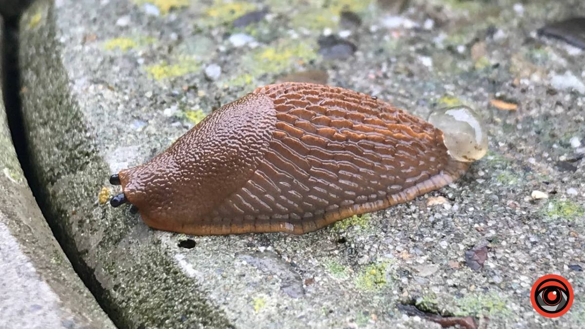 Нашестя слимаків: як вберегти урожай? 1