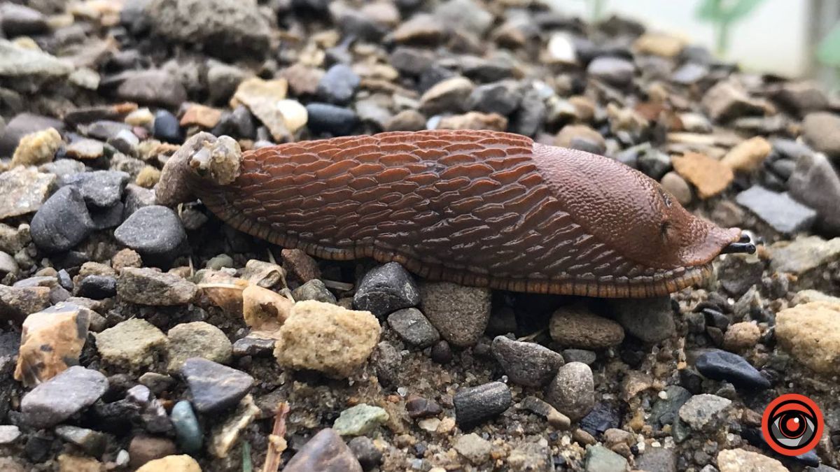 Нашестя слимаків: як вберегти урожай?