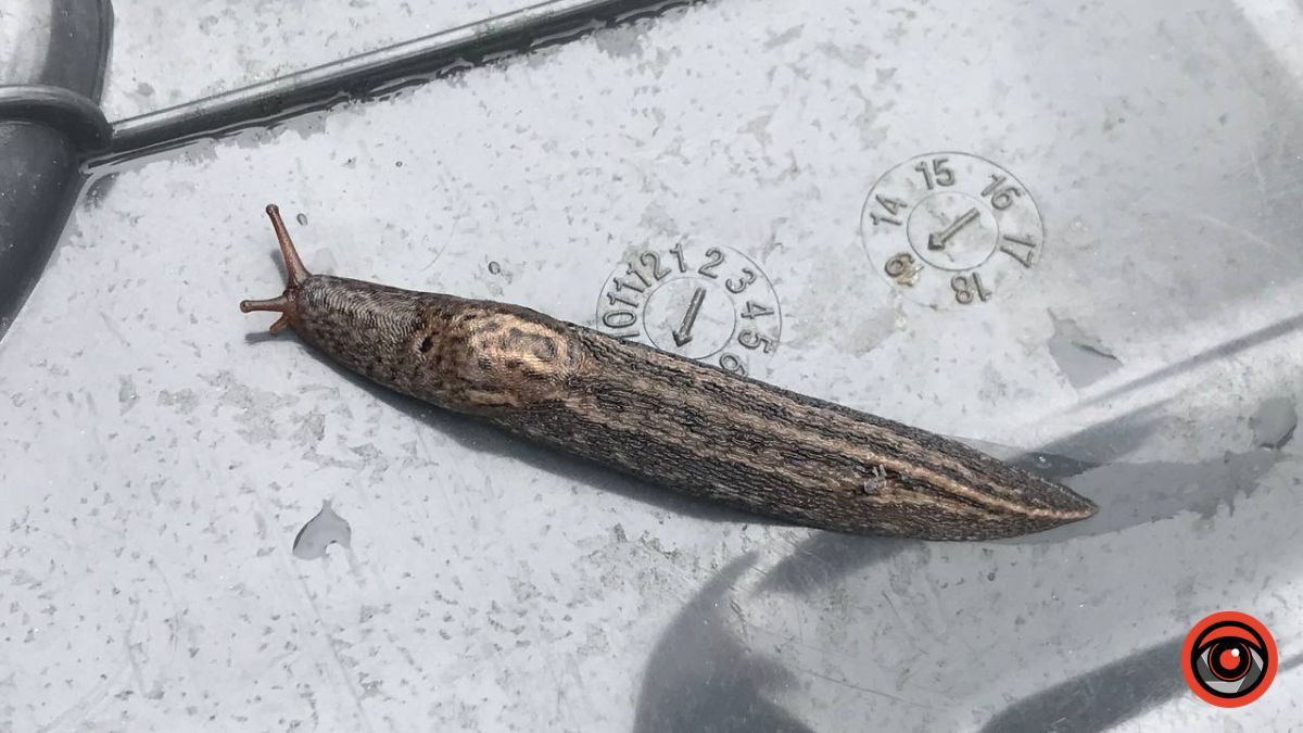 Нашестя слимаків: як вберегти урожай? 2