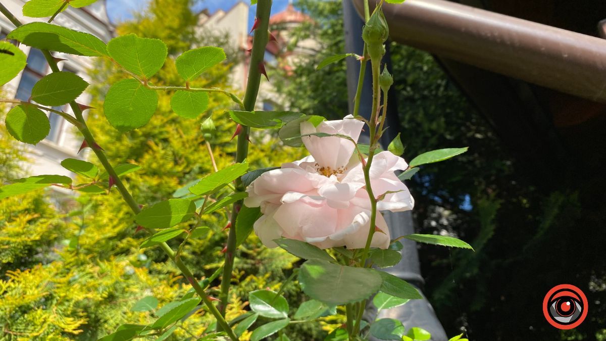 Трояндова Коломия | Фоторепортаж 2