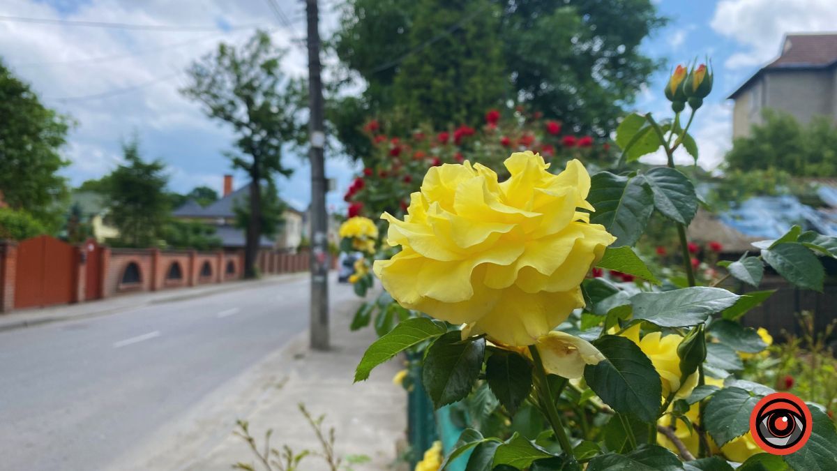 Трояндова Коломия | Фоторепортаж 11