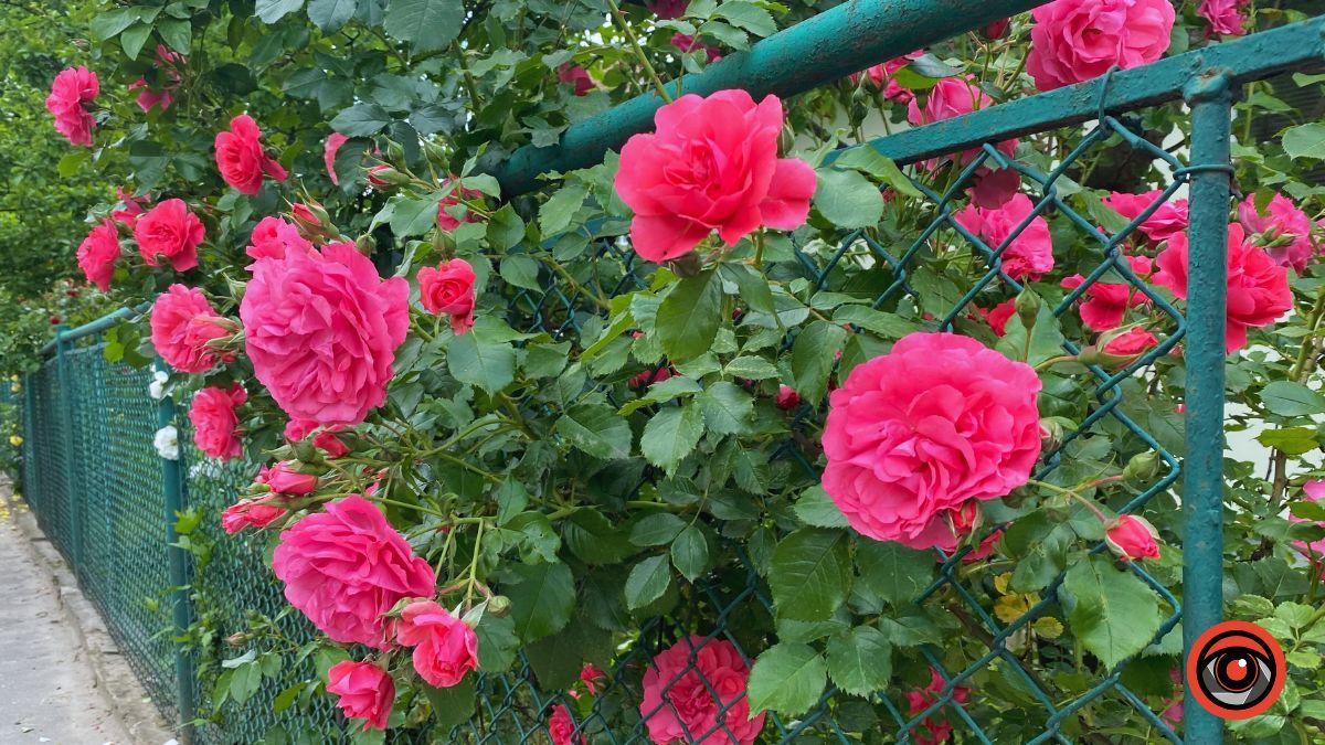 Трояндова Коломия | Фоторепортаж 13