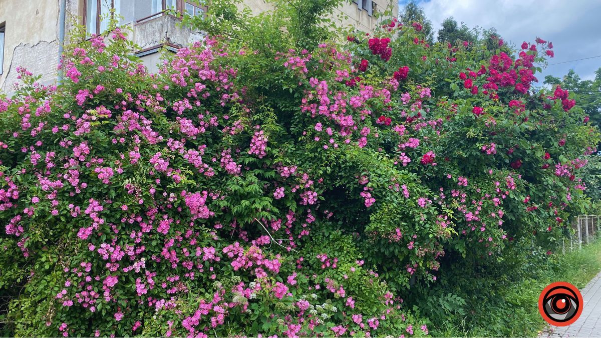 Трояндова Коломия | Фоторепортаж 14