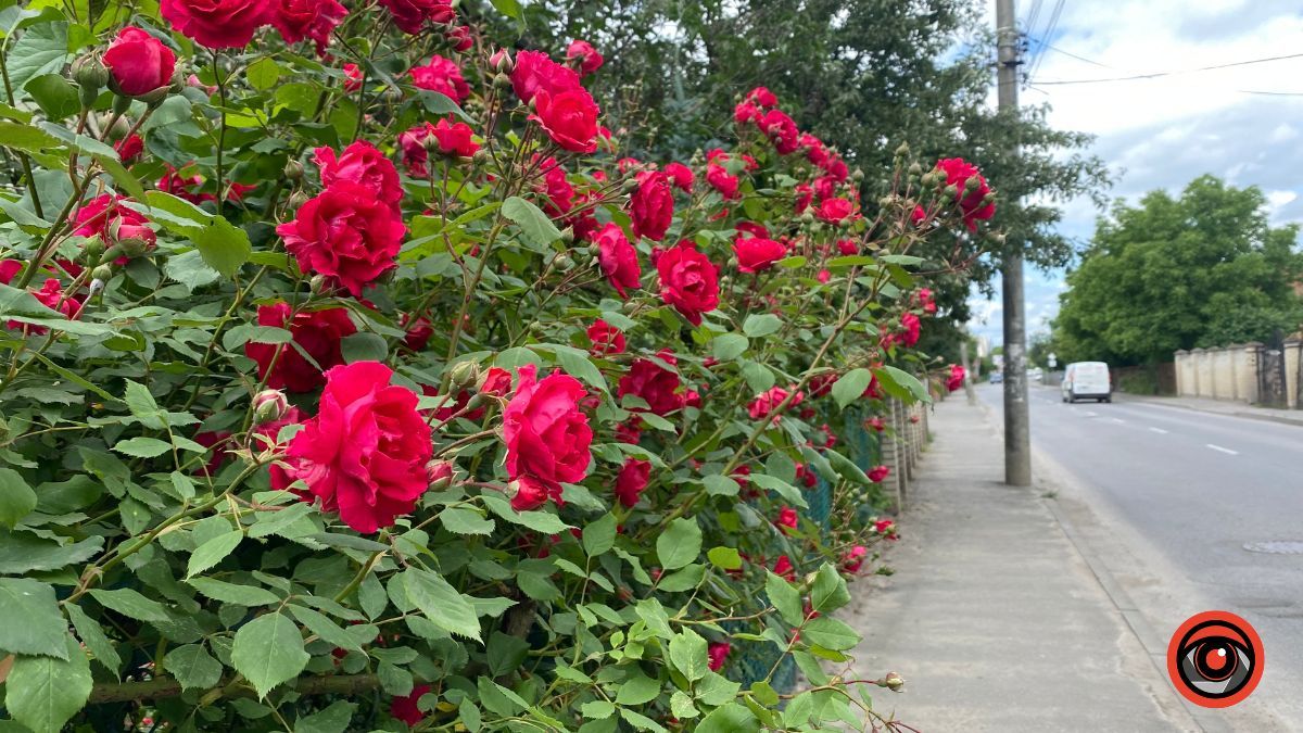 Трояндова Коломия | Фоторепортаж 15