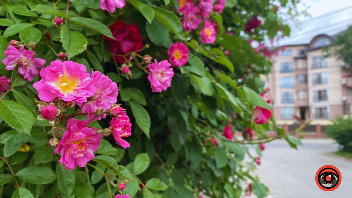 Трояндова Коломия | Фоторепортаж 16