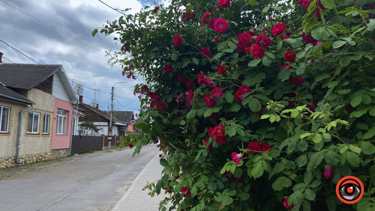 Трояндова Коломия | Фоторепортаж 17