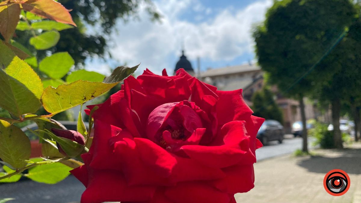 Трояндова Коломия | Фоторепортаж 3