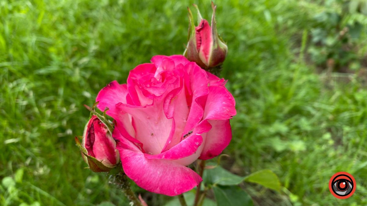 Трояндова Коломия | Фоторепортаж 21