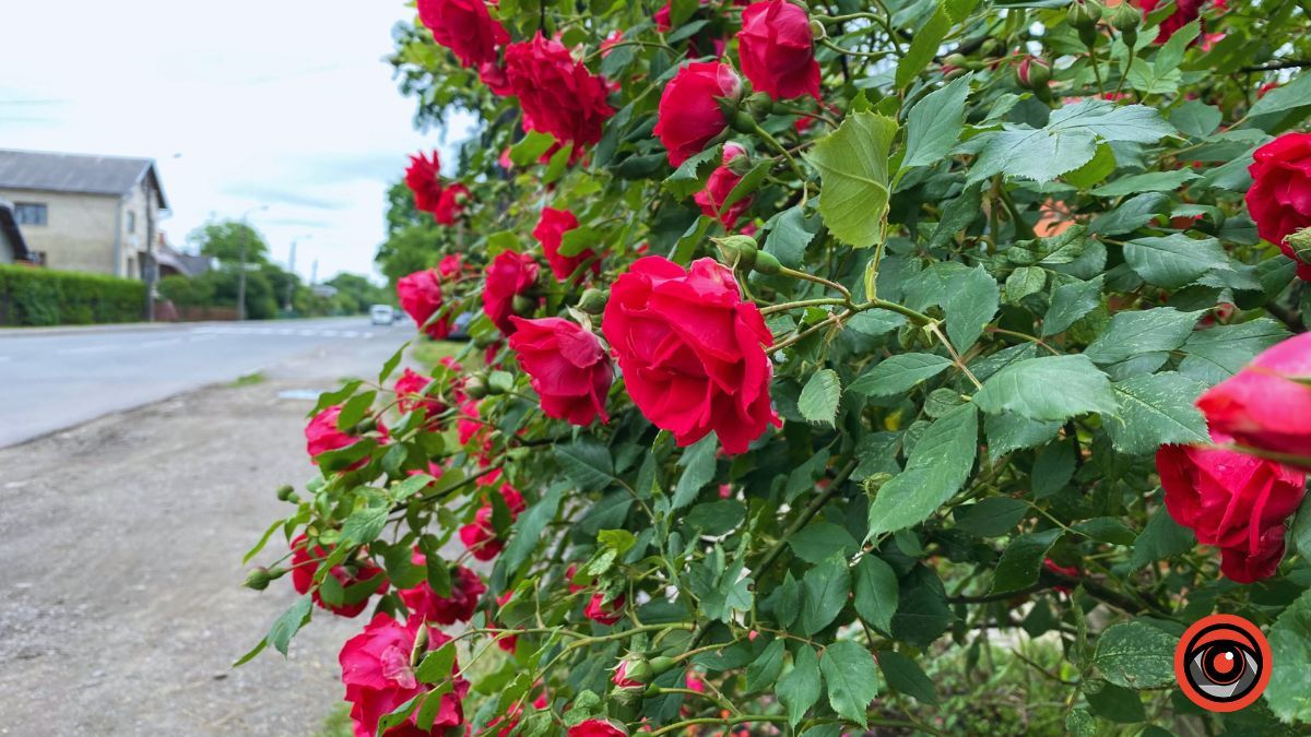 Трояндова Коломия | Фоторепортаж 22