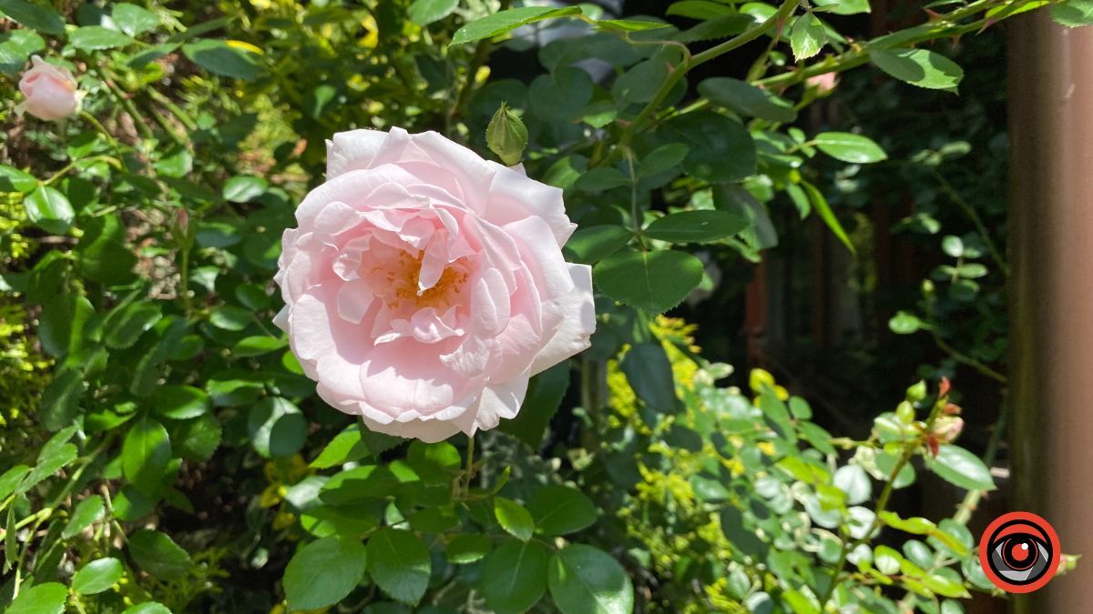 Трояндова Коломия | Фоторепортаж 4