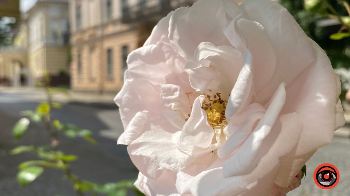 Трояндова Коломия | Фоторепортаж 5