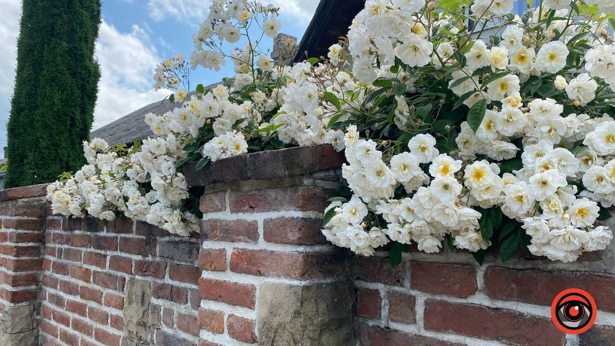 Трояндова Коломия | Фоторепортаж 8