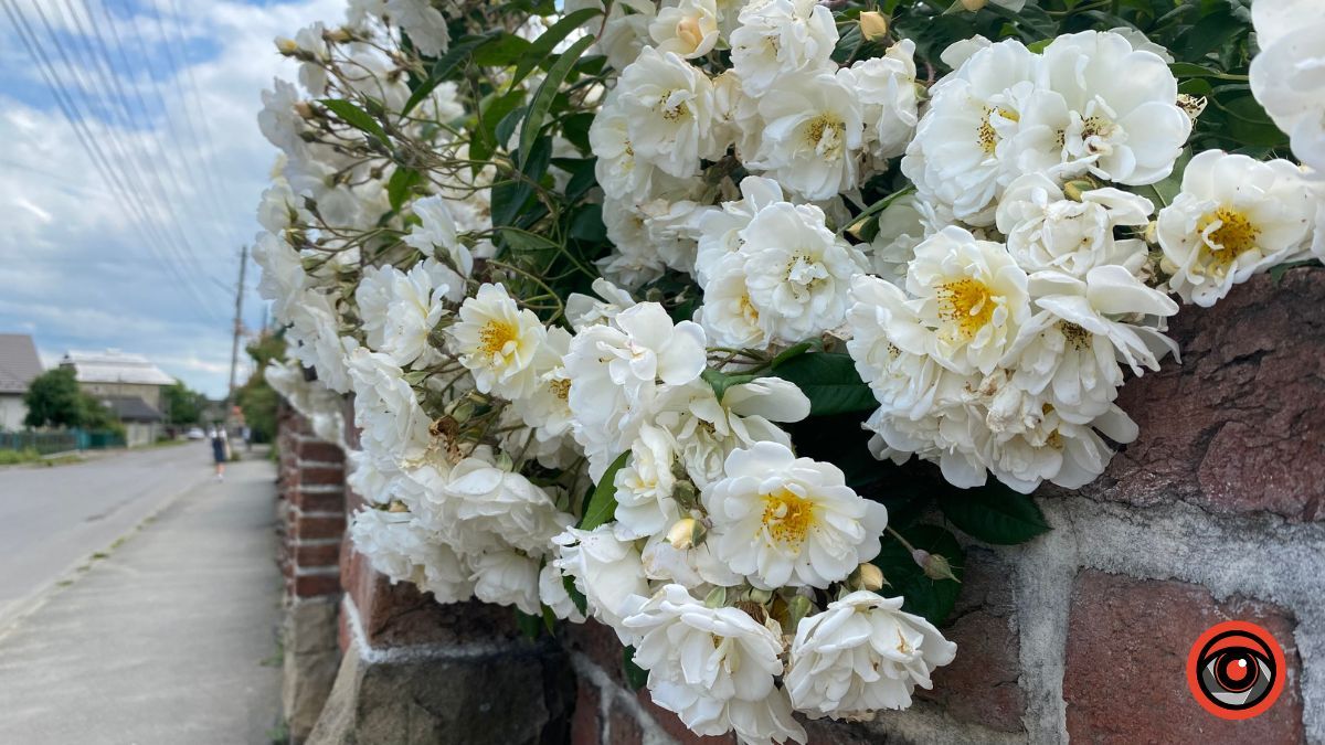 Трояндова Коломия | Фоторепортаж 10