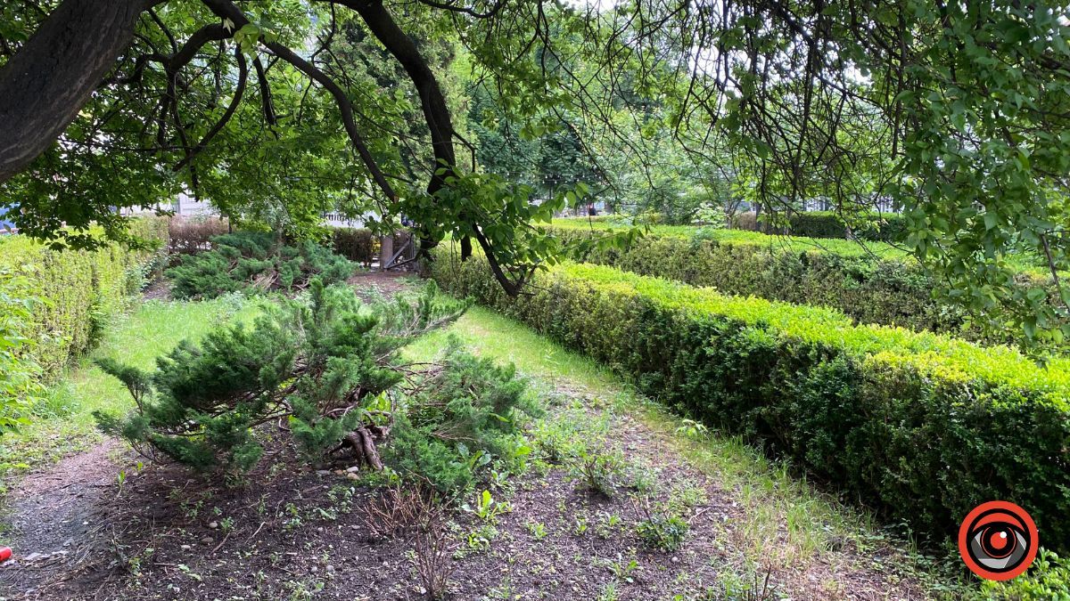 Сховані: троянди з-під Писанки пересадили на непримітне місце 6