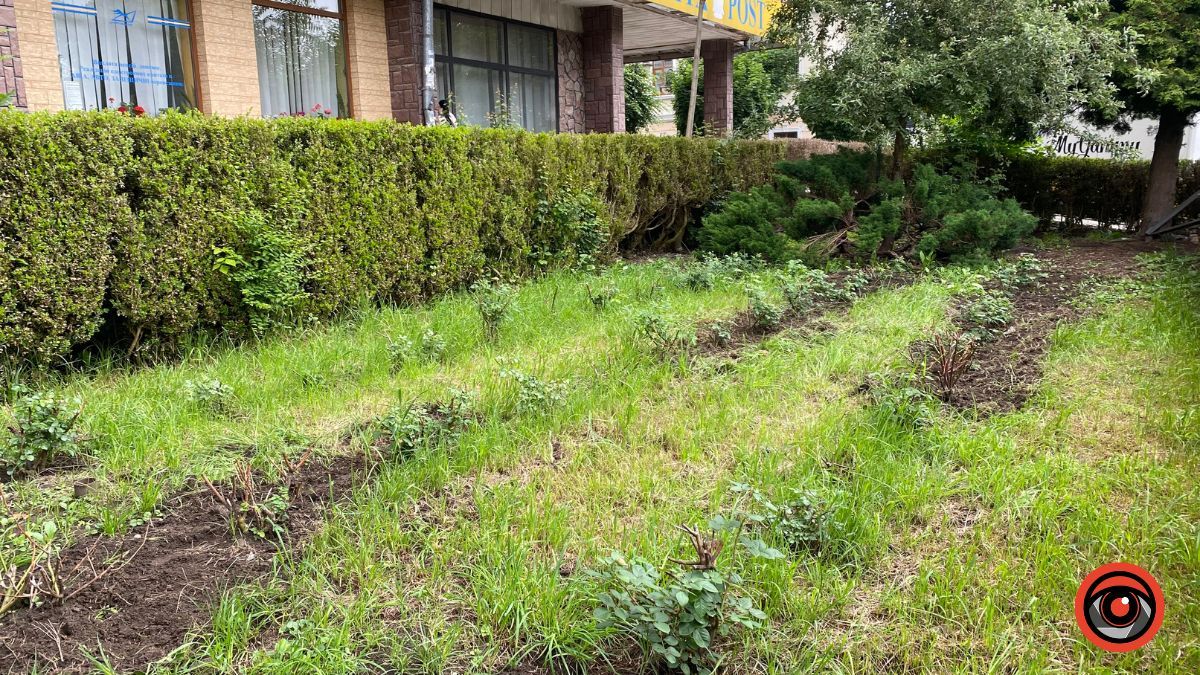 Сховані: троянди з-під Писанки пересадили на непримітне місце 1