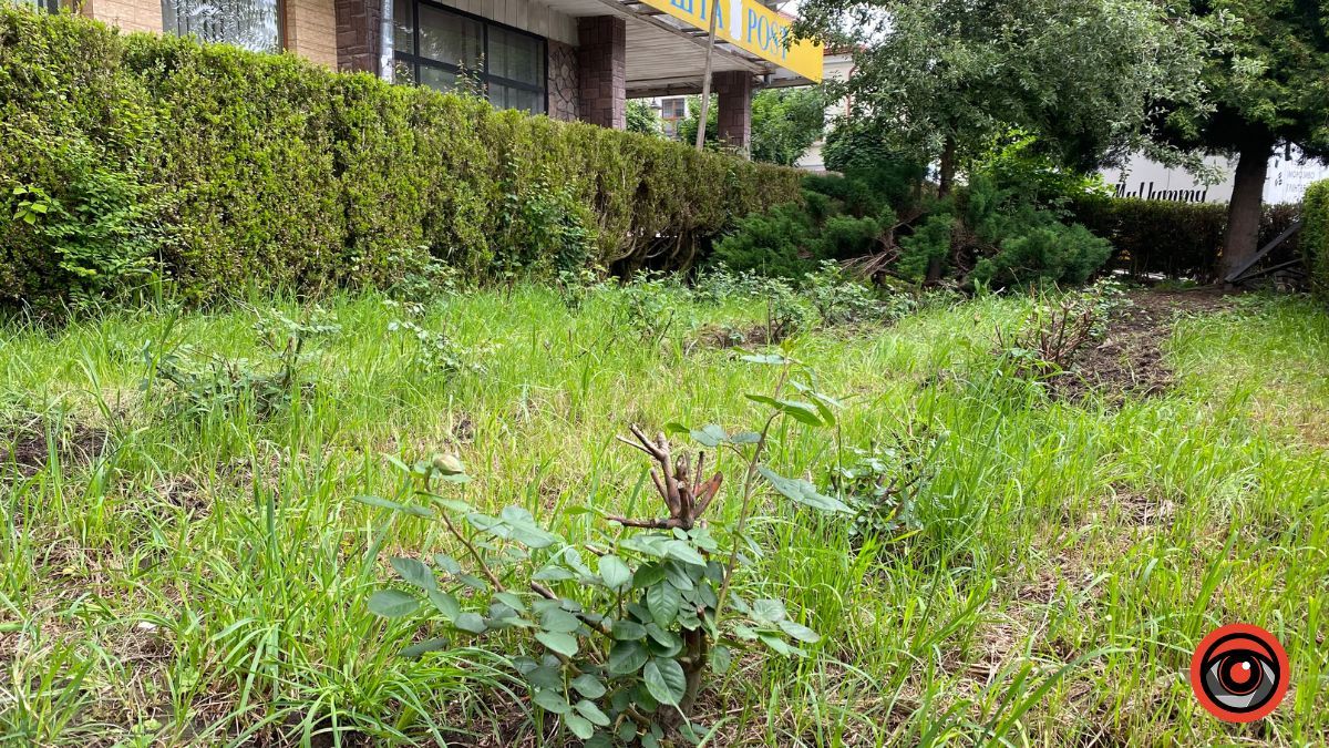 Сховані: троянди з-під Писанки пересадили на непримітне місце 2