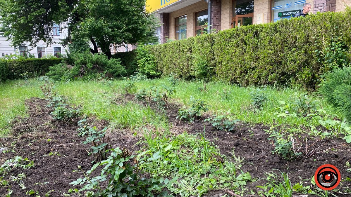 Сховані: троянди з-під Писанки пересадили на непримітне місце 4