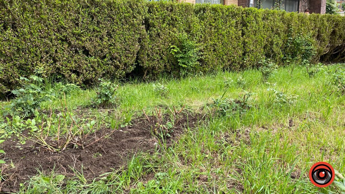 Сховані: троянди з-під Писанки пересадили на непримітне місце 5