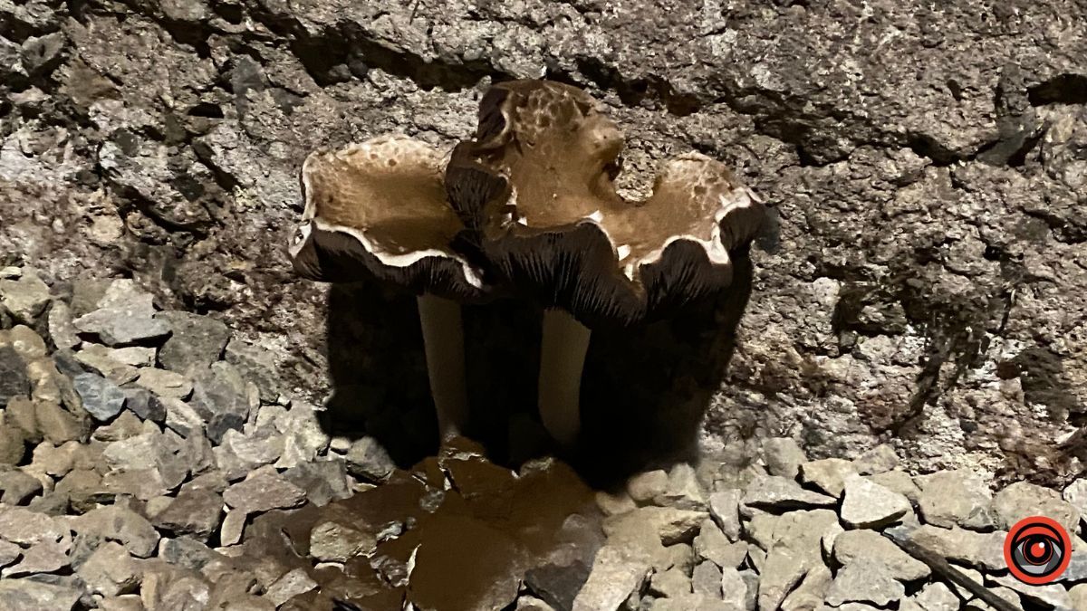 Як виглядає укриття однієї з багатоповерхівок Коломиї? 14