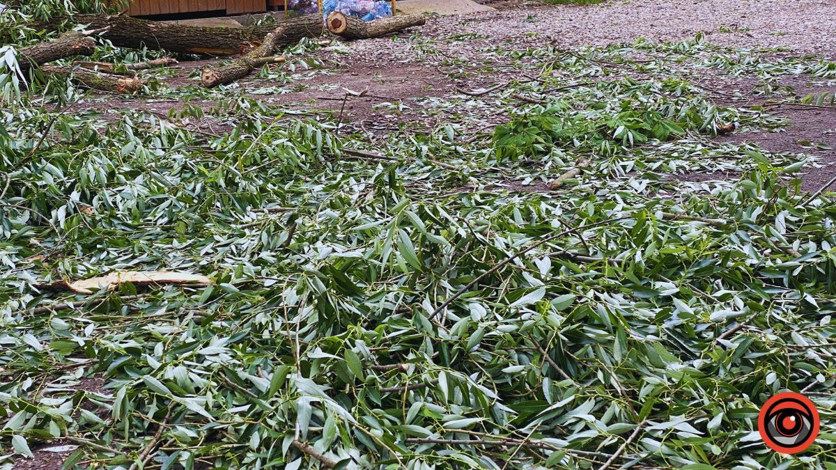 Наслідки падіння дерева у Коломиї 2