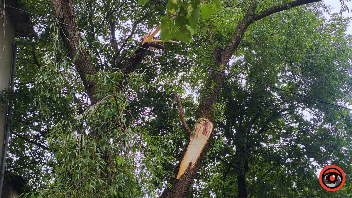 Наслідки падіння дерева у Коломиї 3