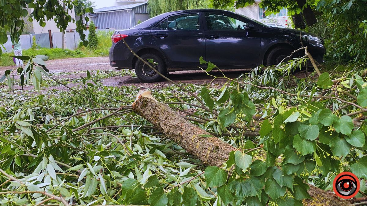 Наслідки падіння дерева у Коломиї 4