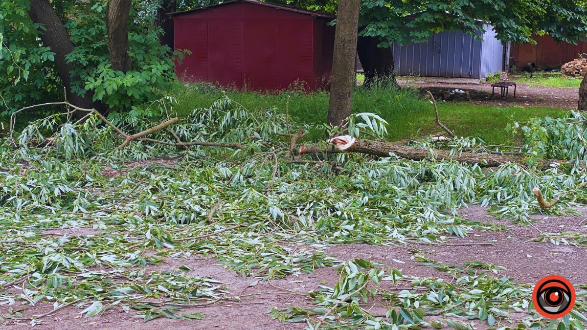 Наслідки падіння дерева у Коломиї 5