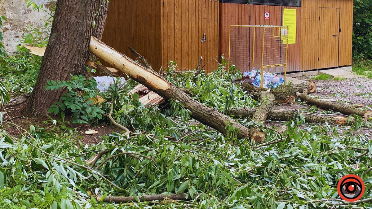 Наслідки падіння дерева у Коломиї 6