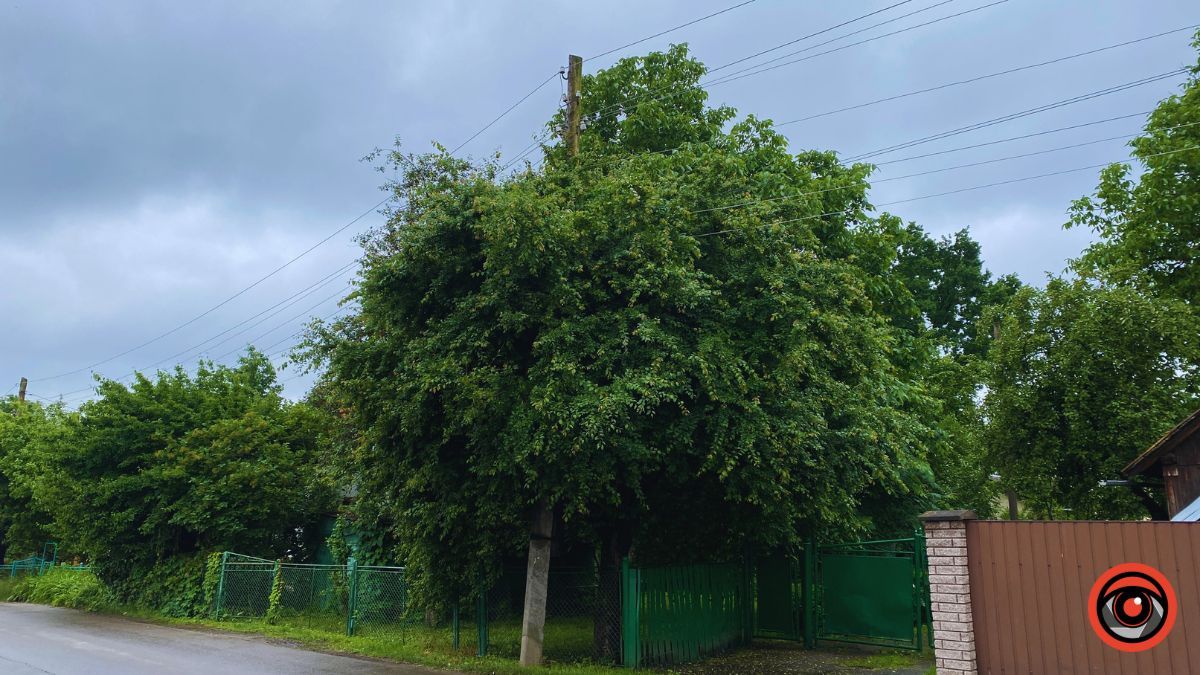 450 м вул. Йосипа Гірняка у Коломиї: історія 4