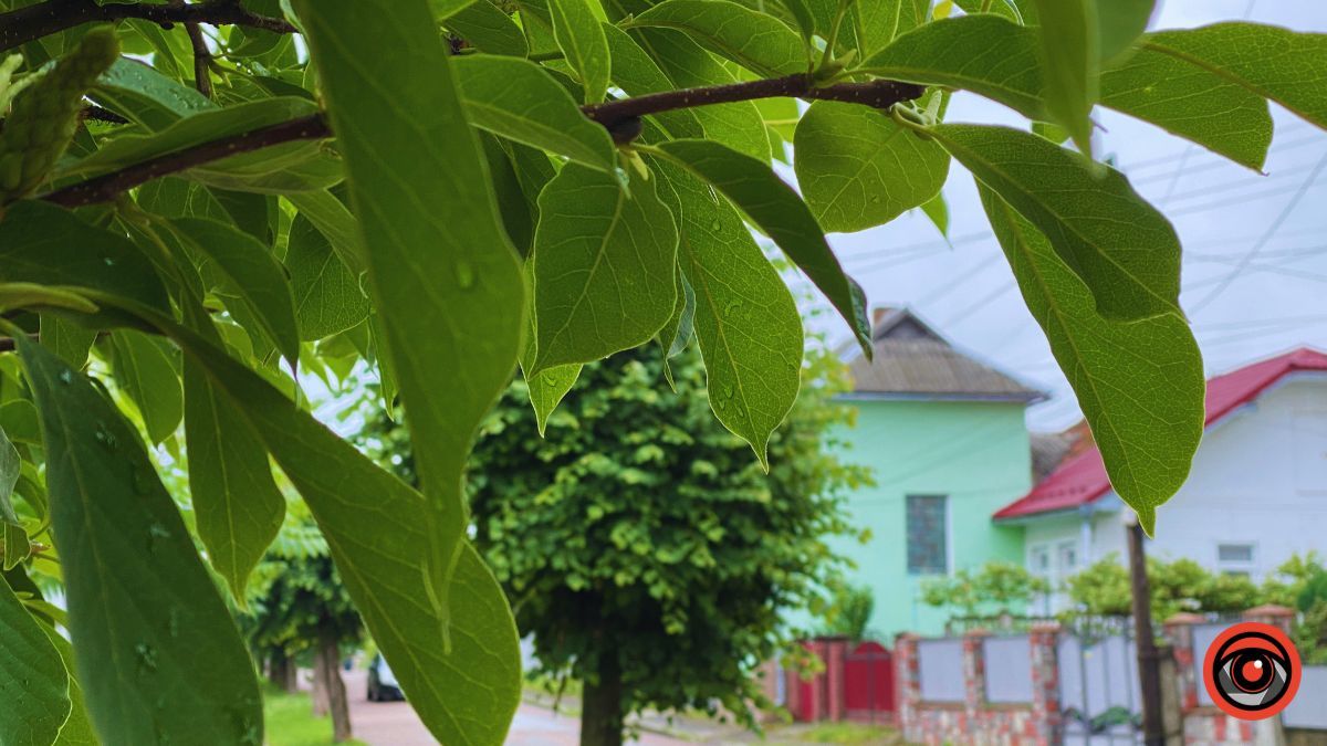 Історія 700 метрів вулиці Родини Крушельницьких у Коломиї 7