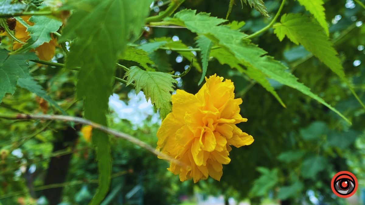 Історія 700 метрів вулиці Родини Крушельницьких у Коломиї 12