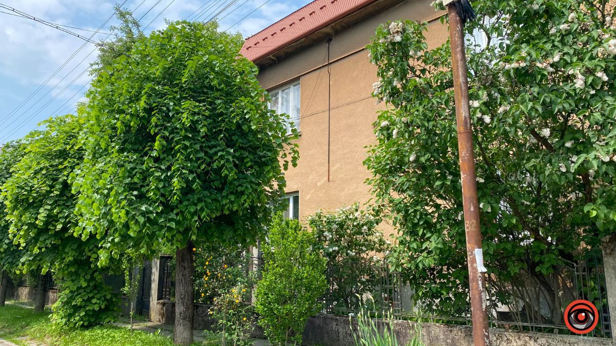 Зелена, спокійна та затишна: історія вулиці Остапа Терлецького 9