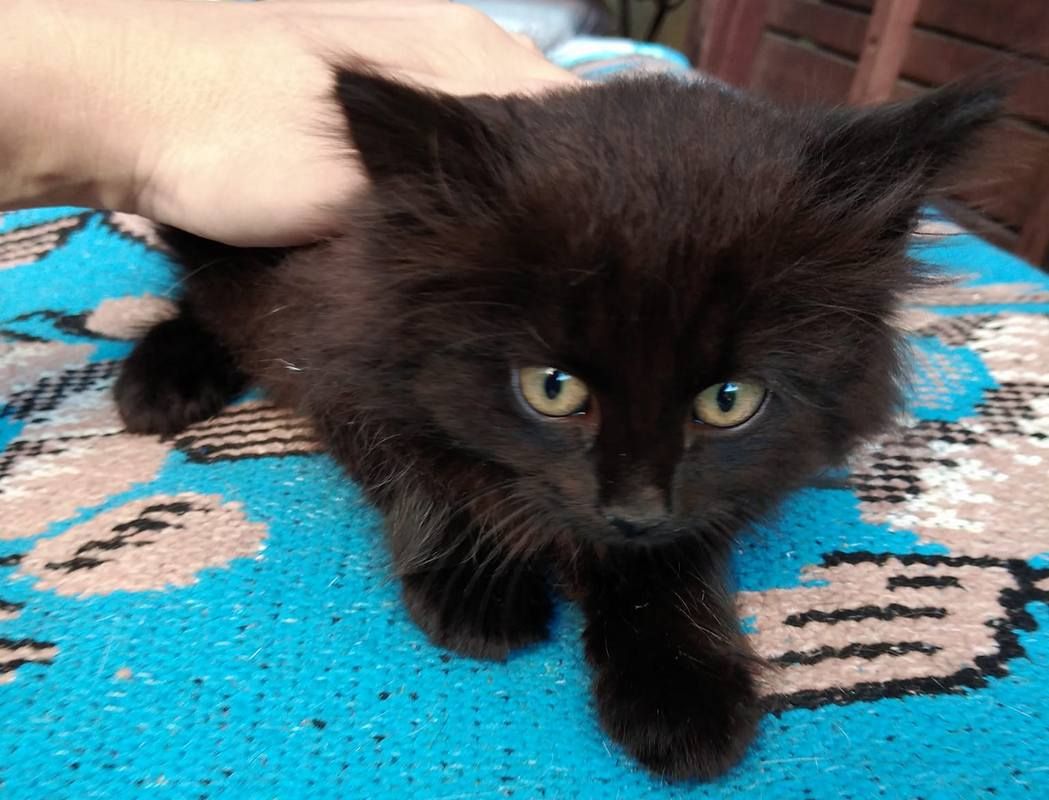 Кошенята та собачки шукають дім у Коломиї 2