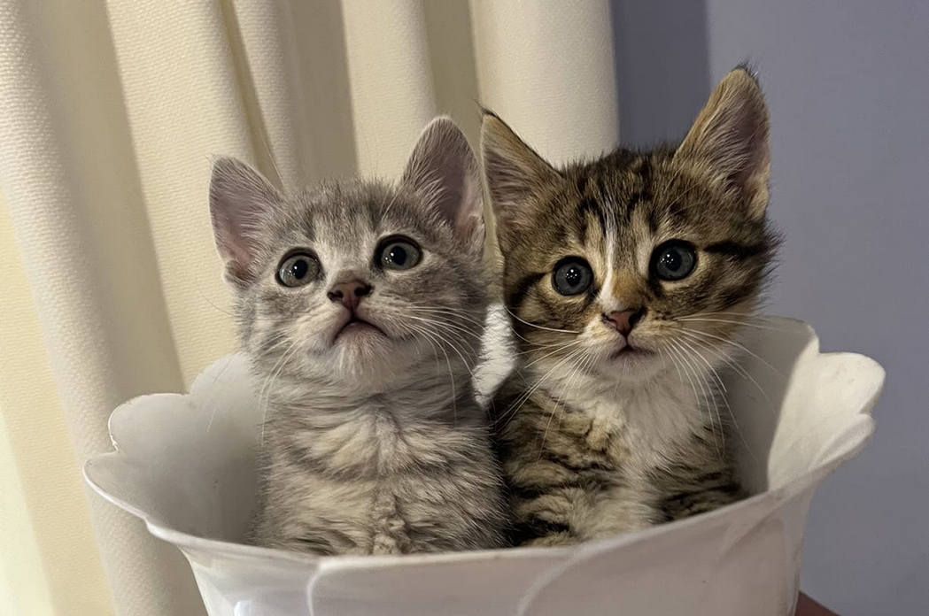 Кошенята та собачки шукають дім у Коломиї 3