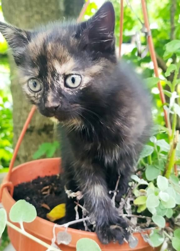 Кошенята та собачки шукають дім у Коломиї 6