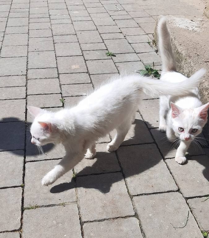 Які чотирилапі шукають домівку в Коломиї цього тижня? 3