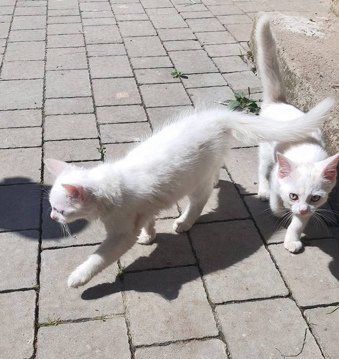 Чотирилапим друзям потрібна домівка у Коломиї 7