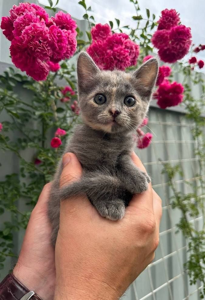 Які чотирилапі шукають домівку в Коломиї цього тижня? 7