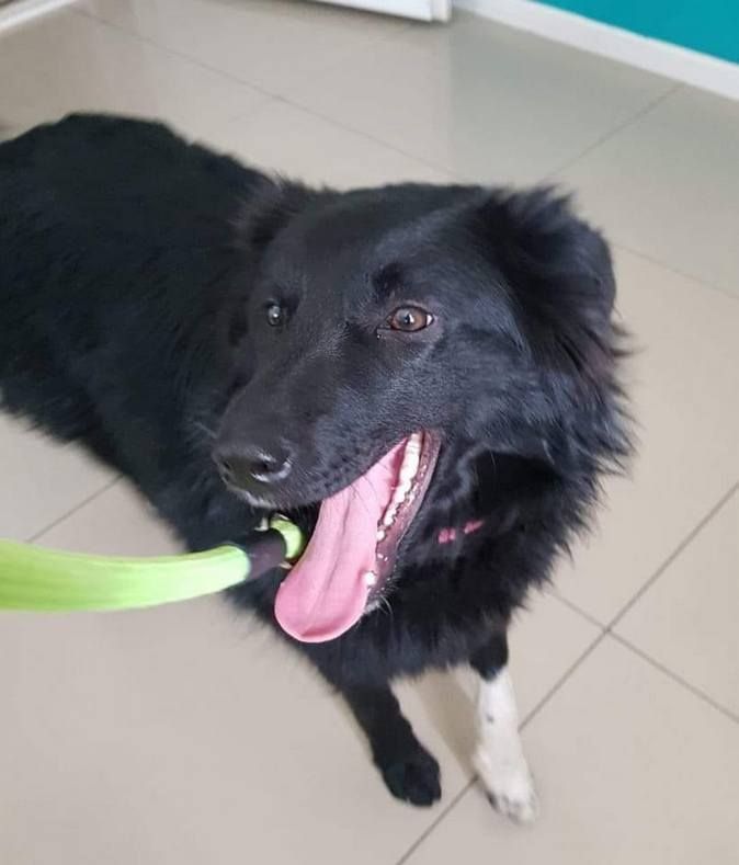 Чотирилапим друзям потрібна домівка у Коломиї 6