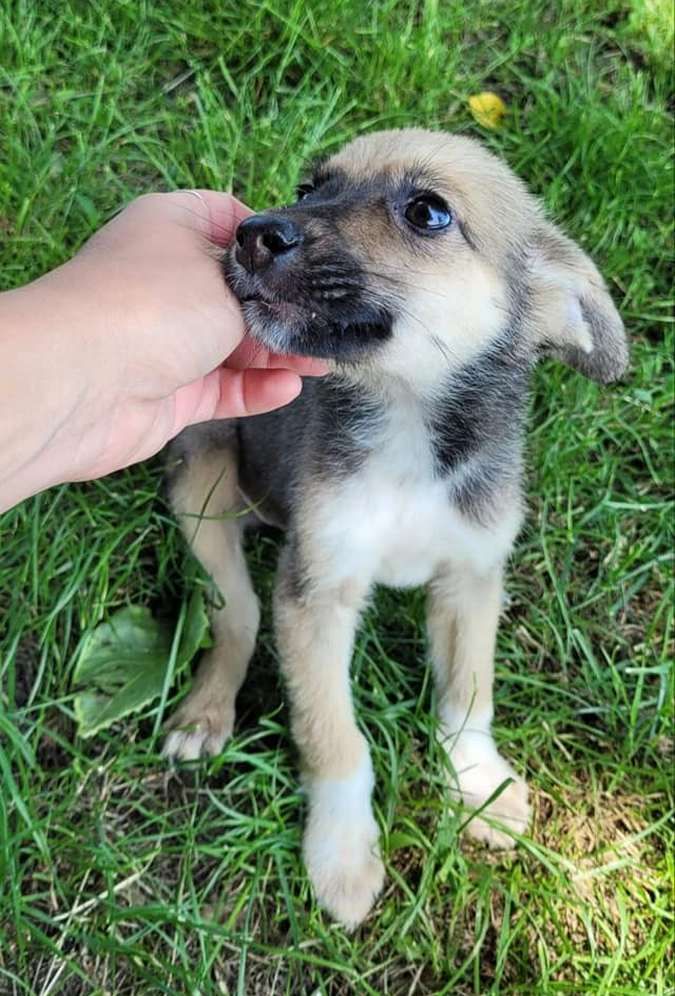 Чотирилапим друзям потрібна домівка у Коломиї 5
