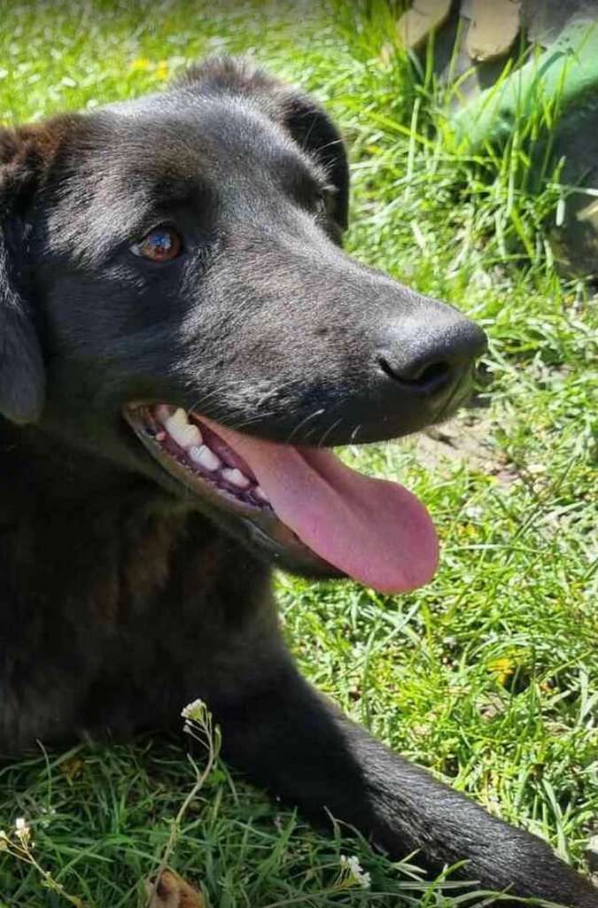 Які чотирилапі шукають домівку в Коломиї цього тижня? 4