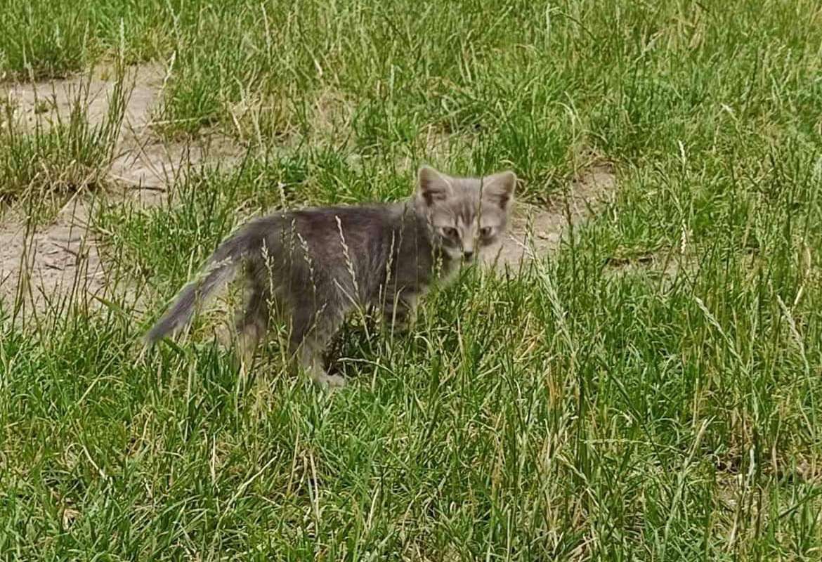 Кошенята та собачки шукають дім у Коломиї 5