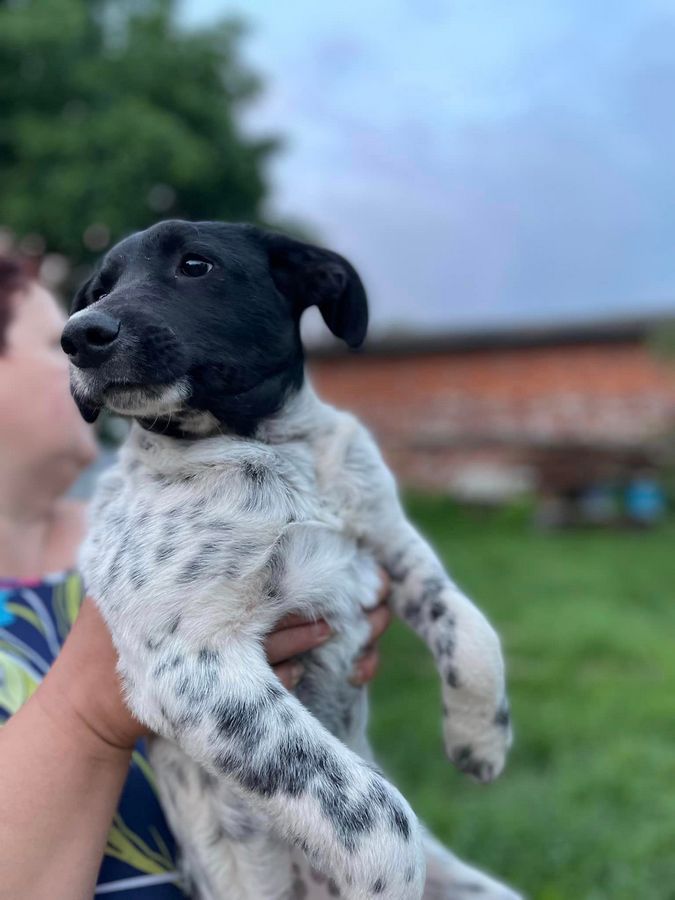 Які чотирилапі шукають домівку в Коломиї цього тижня? 5